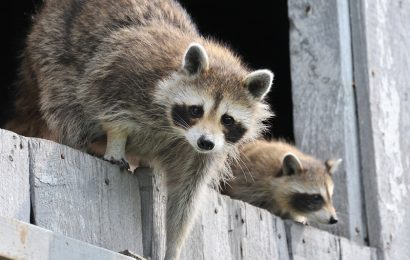 On Keeping Raccoons as a Pet – The Do’s and the Don’t