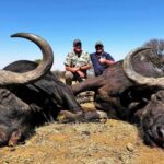 Stepping Into the Wild: The Unforgettable Experience of Cape Buffalo Hunting in Africa