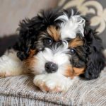 Why Bernedoodles Make the Perfect Family Companion: A Guide to Their Charm and Appeal