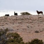 View of horses on a hill in a barren landscape