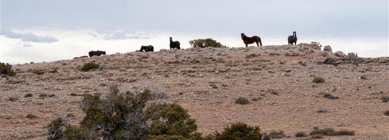 View of horses on a hill in a barren landscape