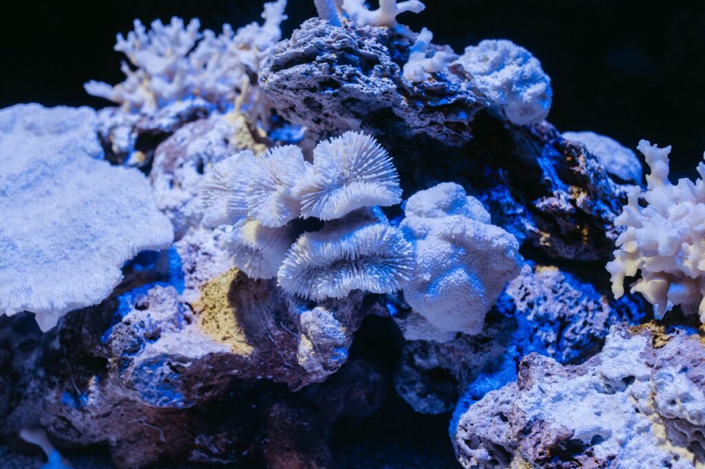 South Korean corals