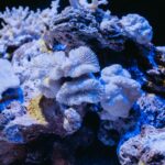 South Korean corals