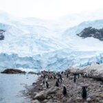 Penguin Colony review